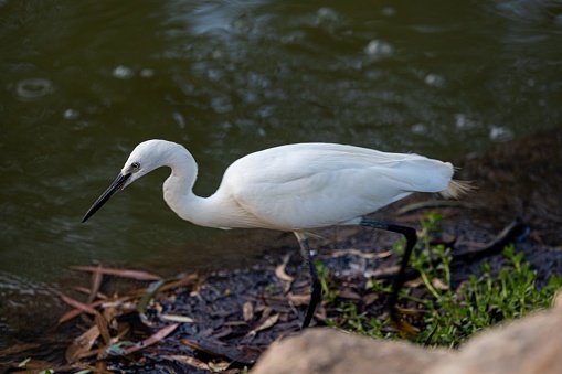 A profile view of a White Heron bird near water