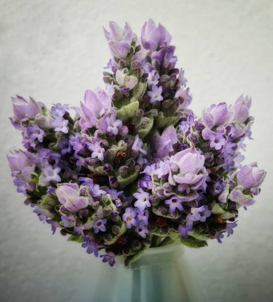 istock French Lavender Bouquet 1441175074