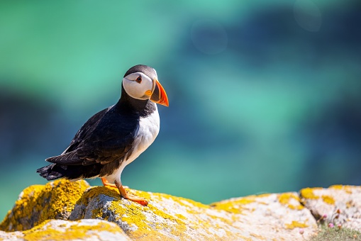 A closeup shot of an Atlantic puffin standing on the rock with a bokeh background