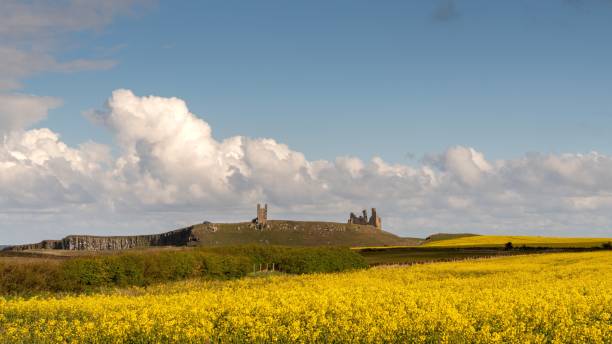 istock Rapeseed fields and the Dunstanburgh Castle against a cloudy sky 1441176048