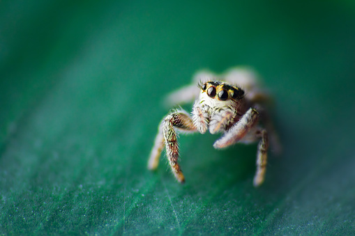 Close-up of a jumping common North American jumping spider species snacking on a midge.