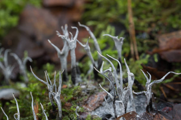 xylaria hypoxylon, focus selettivo selettivo del fungo del candelabro - xylaria foto e immagini stock