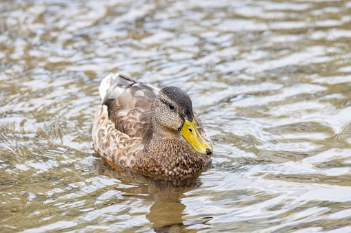 A mallard duck swimming on the lake