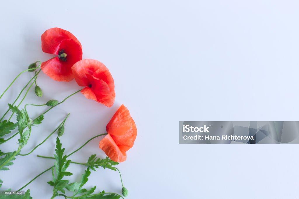 Hoa Anh Túc Đỏ Và Nụ Papaver Rhoeas Tên Phổ Biến Anh Túc Ngô Hoa Hồng Ngô Cây Anh Túc Cỏ Dại Đỏ Trên Nền Trắng Với Không Gian Cho Văn Bản Hoa Anh Túc Đỏ Và Nụ Papaver Rhoeas Tên Phổ Biến Anh Túc Ngô Hoa Hồng Ngô Cây Anh Túc Cỏ Dại Đỏ Trên Nền Trắng Với Không Gian Cho Văn Bản
