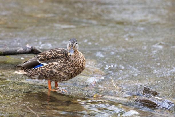 istock Mallard duck swimming on the lake 1441176469