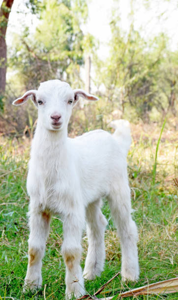 istock Cute little white goat in the field 1441176537