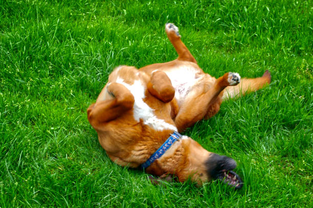 istock Brown dog rolling around happily on the grass outside 1441176595