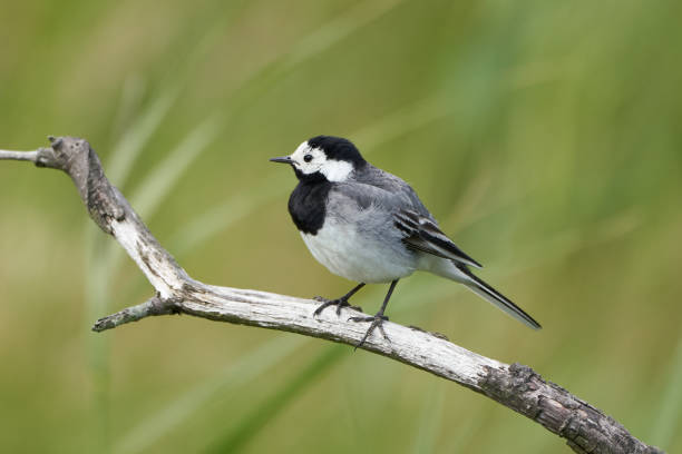 istock Selective focus shot of a White wagtail bird perched on the branch 1441176652