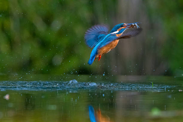istock Common kingfisher with a fish in its beak flying over the pond 1441176761
