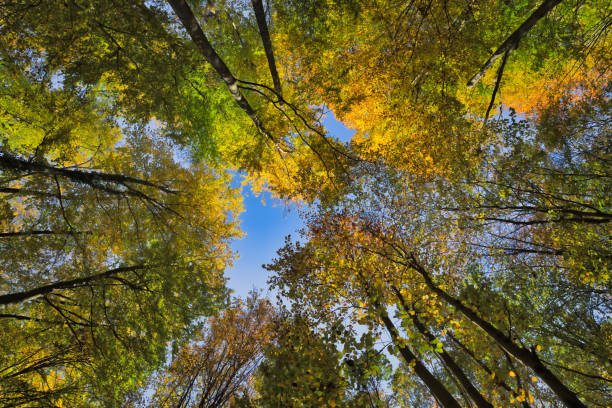 istock Fall autumn treetops upward view from a ground 1441176827