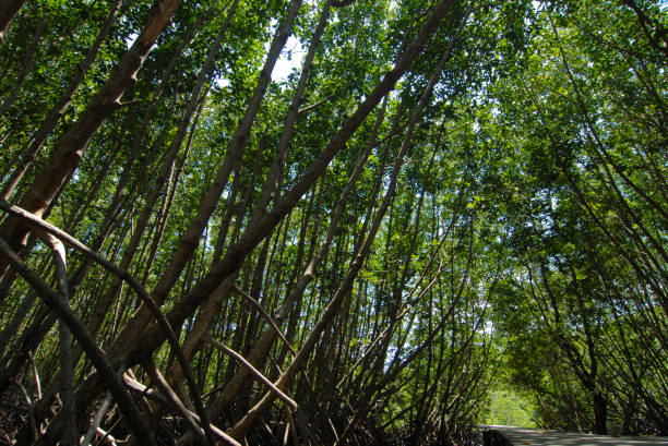 Fondo del bosque de manglar - foto de stock