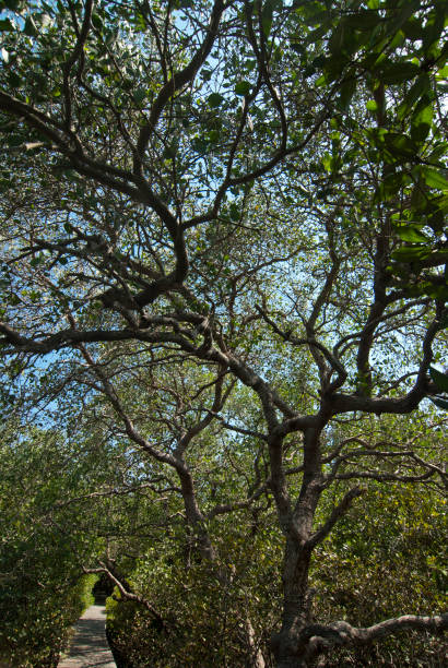 Antecedentes de manglares - foto de stock