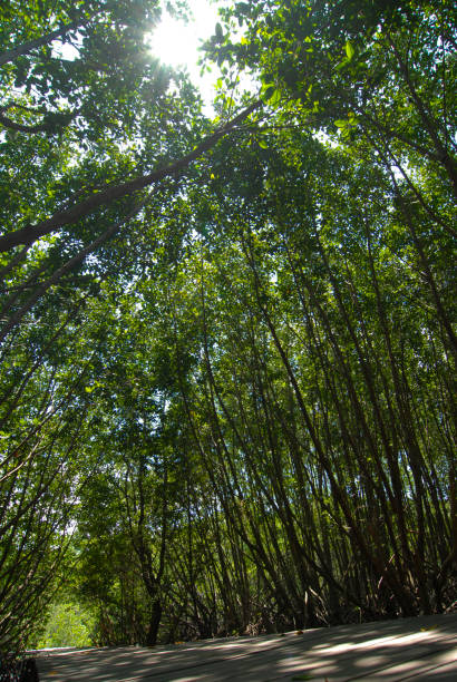 Antecedentes de conservación de manglares - foto de stock