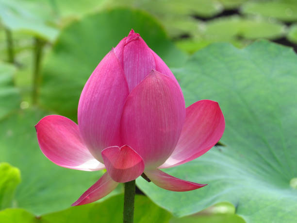 foto em close-up de um botão fechado de uma flor de lótus rosa - lotus pink petal closed - fotografias e filmes do acervo
