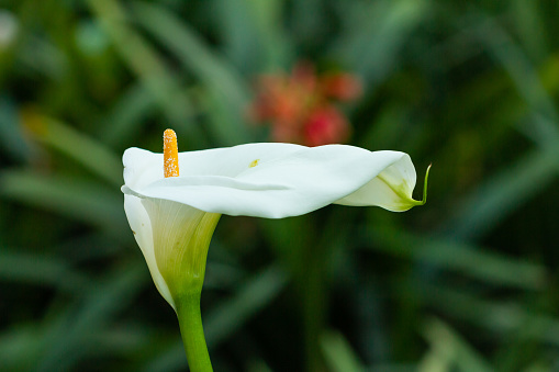 Calla lily is native to cool temperature regions.