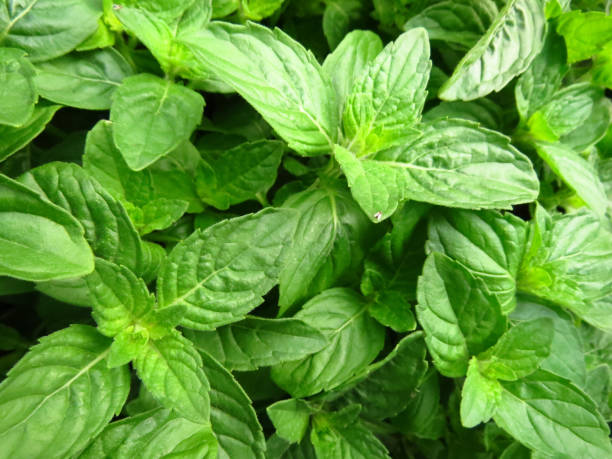 istock Selective focus shot of basil leaves 1441177336