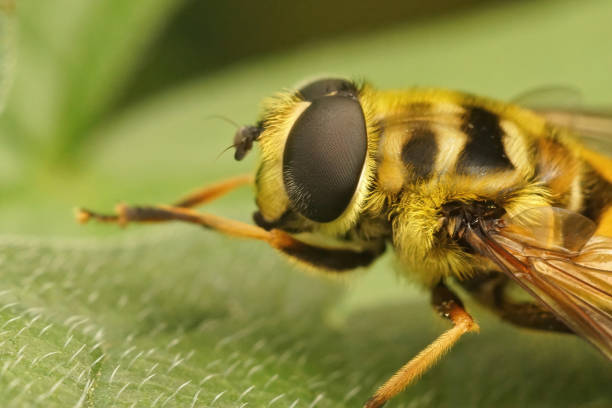 istock Macro shot of a Batman hoverfly in the garden (Myathropa florea) 1441177415