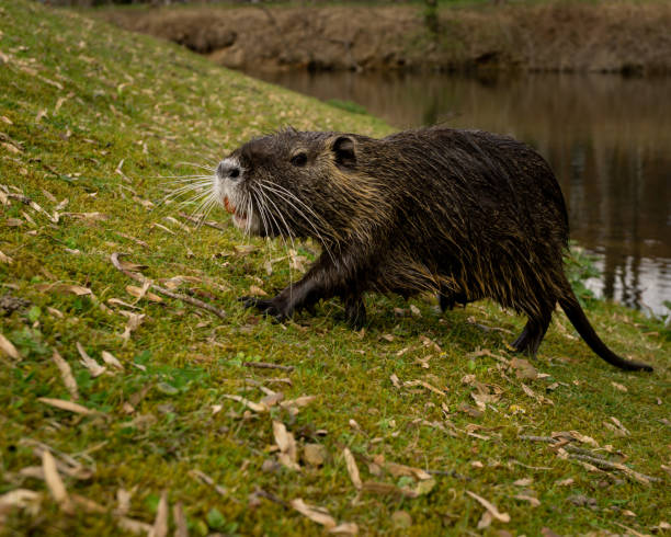 istock Side view of a water rat nutria walking on green grass 1441177469