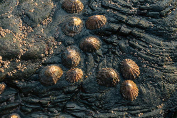 closeup of true limpet mollusks adhered to a rock - adhering imagens e fotografias de stock