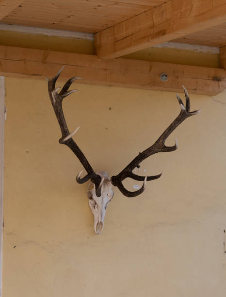 istock Shot of long deer horns on a wall 1441177827