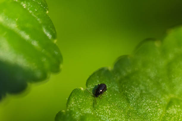 A shallow focus shot of a black beetle resting on a green leaf