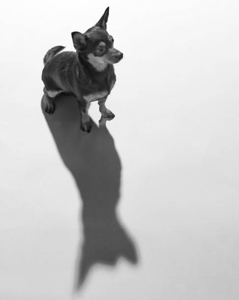 Vertical grayscale shot of a toy terrier creating a large shadow