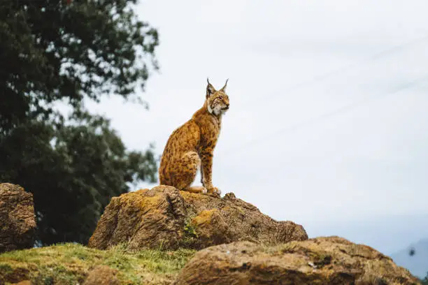 Iberian lynx in a cloudy day on a top of a rock.