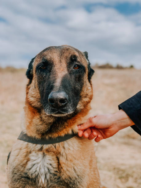 istock Vertical shot of an Anatolian Shepherd with a collar 1441178668
