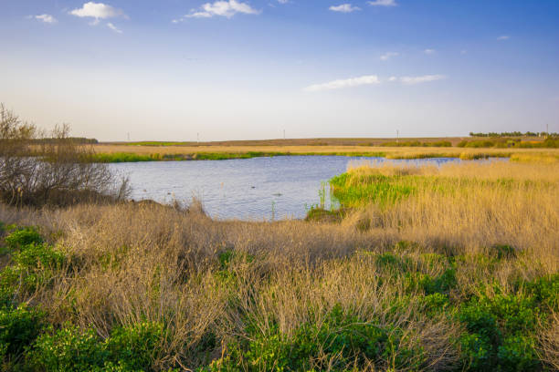 istock Horizontal image of dry grass near the river and blue sky 1441178698