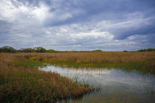 A horizontal image of a marsh with dry cordgrass in cloudy weather