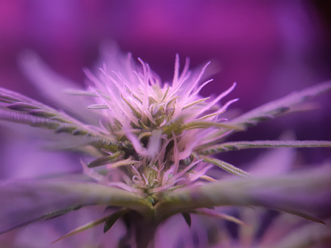 Close-up of cannabis plant starting to flower and develop buds, pistils coming out. Selective focus.