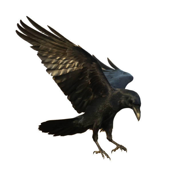 istock Birds flying ravens isolated on white background Corvus corax. Halloween - flying bird 1441179375