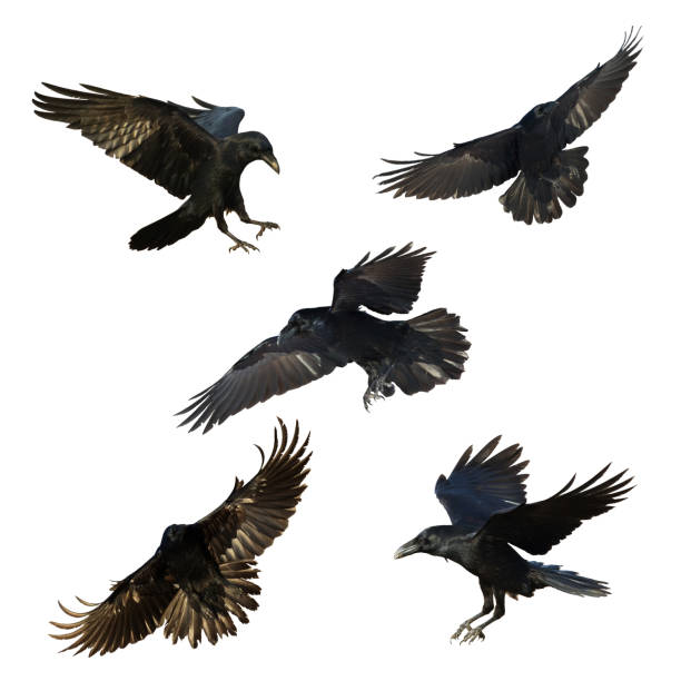 istock Birds flying ravens isolated on white background Corvus corax. Halloween - mix five birds, silhouette of a large black bird cut on a white background 1441179380