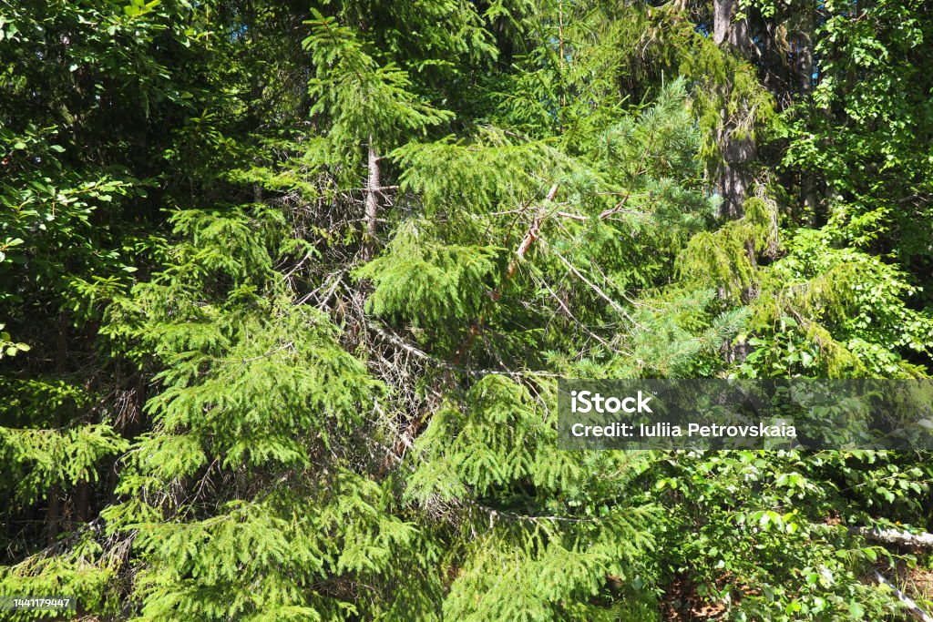 Picea spruce, a genus of coniferous evergreen trees in the pine family Pinaceae. Coniferous forest in Karelia. Spruce branches and needles. The problem of ecology, deforestation and climate change. Botany Stock Photo