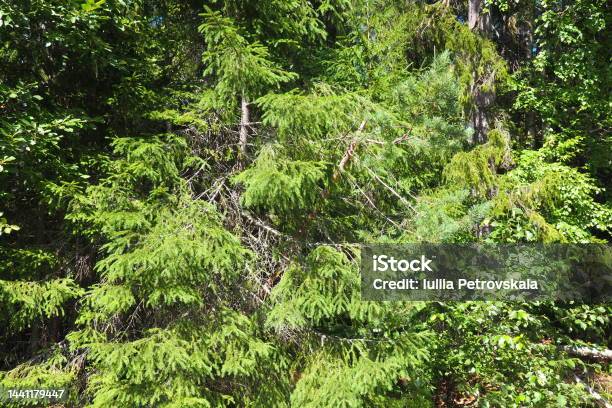 Picea Spruce A Genus Of Coniferous Evergreen Trees In The Pine Family Pinaceae Coniferous Forest In Karelia Spruce Branches And Needles The Problem Of Ecology Deforestation And Climate Change Stock Photo - Download Image Now