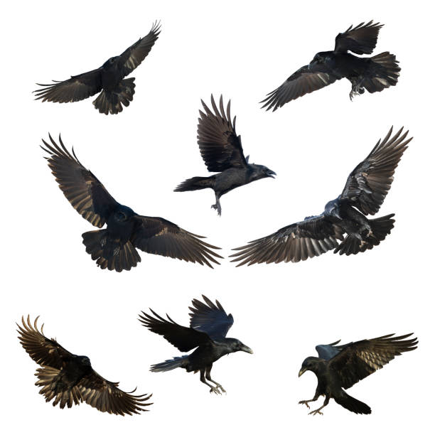 Birds flying ravens isolated on white background Corvus corax. Halloween - mix eight birds, silhouette of a large black bird cut on a white background