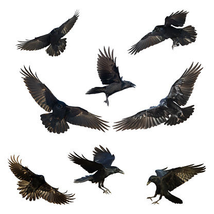 Birds flying ravens isolated on white background Corvus corax. Halloween - mix eight birds, silhouette of a large black bird cut on a white background for graphic design applications