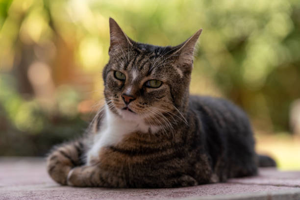 istock Selective focus shot of a beautiful cat lying on the ground 1441179831