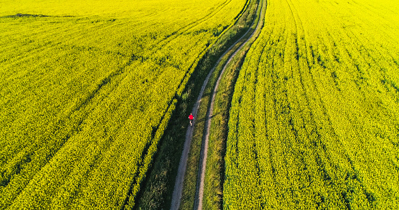 Man running on the countryside, aerial view of a male jogging between rape flower fields, sunny summer evening sunset, in Scandinavia