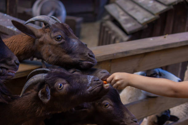 istock the boy feeds the animals in the zoo. 1441179999
