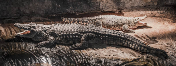 aufnahme von zwei großen orinoko-krokodilen - orinoco river stock-fotos und bilder
