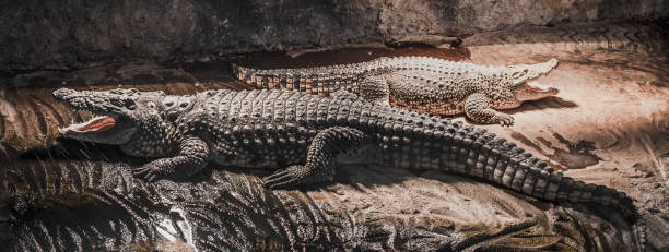 Shot of two big Orinoco crocodiles