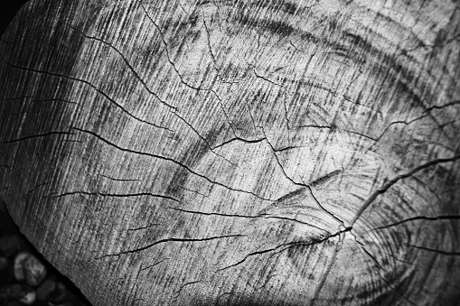 A grayscale shot of tree bark rings with the cross-section of a cut stump