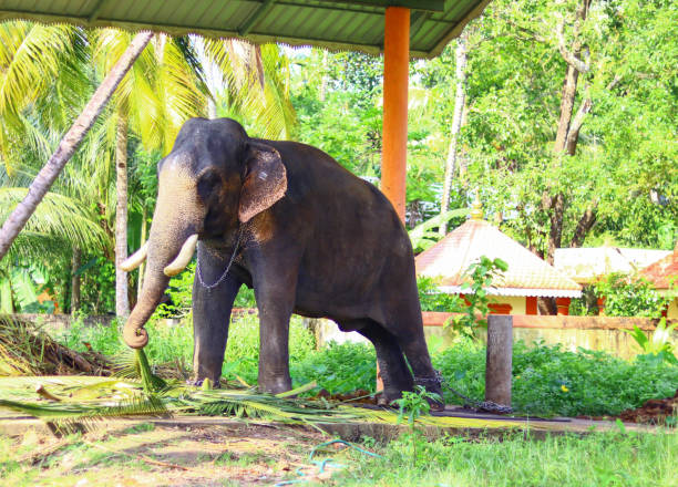 istock Young Ceylon elephant with chain in its feet 1441180292