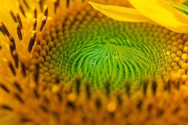 A macro shot of sunflower disk floret