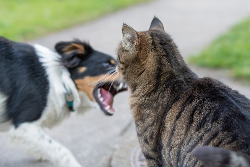 A closeup shot of cat and dog fighting with each other in the park