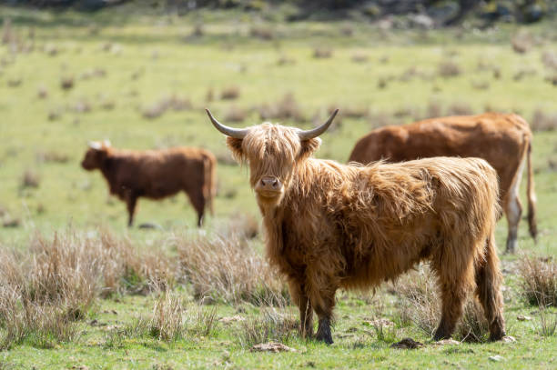 istock Brown young highland cow on the meadow 1441181450