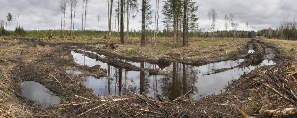 istock Panoramic view to the clear-cut scene in Boreal forest 1441181536