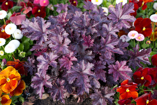 A selective focus shot of Coral bell purple flowers, also known as Heuchera, growing in a garde