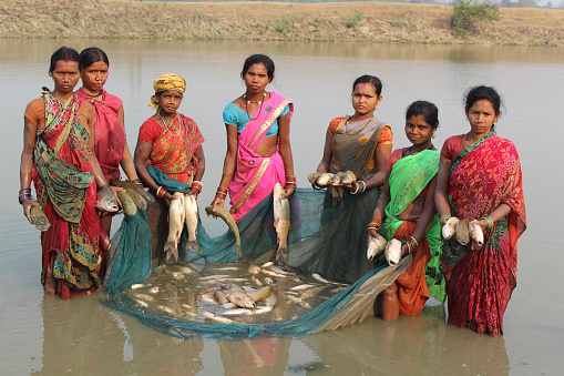 bhubaneswar, India – March 18, 2021: Fish farmers with fish in hand after harvesting fish from the pisciculture pond in india